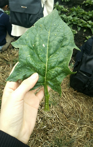 圃場のほうれん草を摘み取って食べてみました
